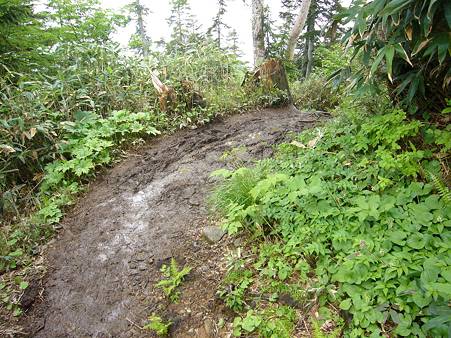 ぬかるんだ登山道