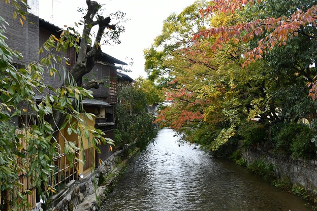 20171104京都（祇園、白川）6