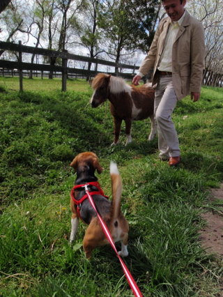 馬に出会った2