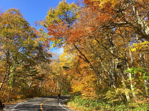 紅葉に染まる