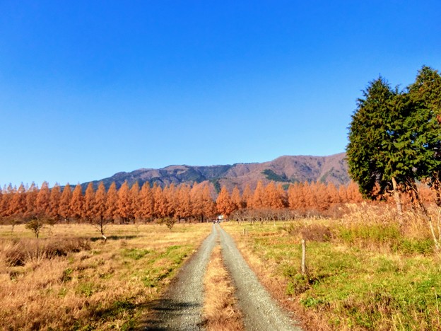 紅葉のメタセコイアと若狭路ツーリング