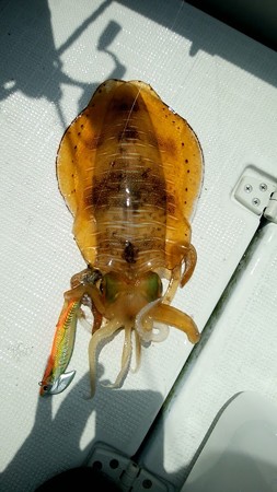 Squid_2