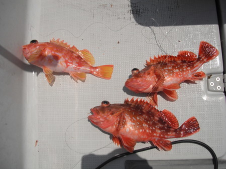 Red rock fish