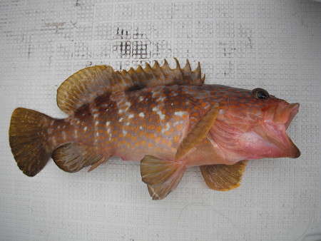 Redspotted Grouper