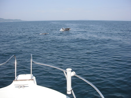 Dolphin