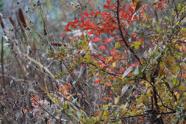 写真: 紅葉