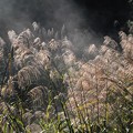 朝陽に照らされて