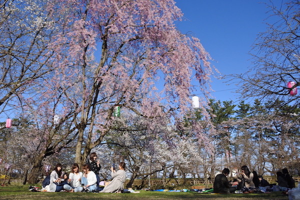 芝生エリアでは地元の方が集って桜を楽しむ