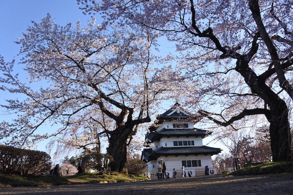 桜と仮住まい中の天守閣