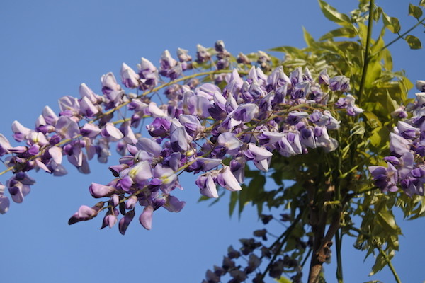 藤の花を見に家内と一緒にお散歩