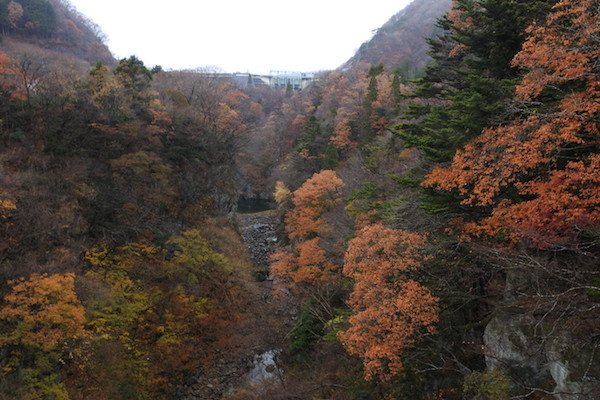 大倉ダム付近の紅葉もまだ綺麗