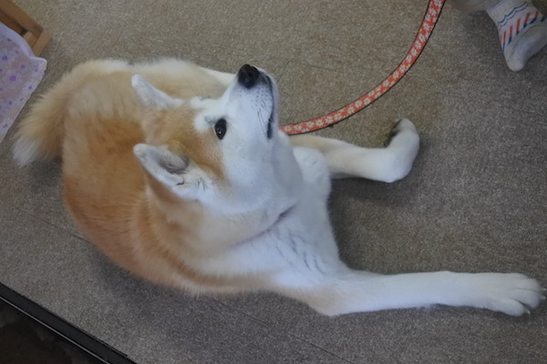 ロケが終わるのを待って秋田犬を触れ合います。 左足の曲げ方が可愛いい。