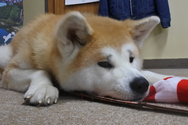 ロケの対応に疲れたのかな？ 眠そう。