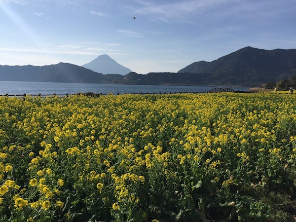 この先で開聞岳と池田湖と菜の花のコンビネーションを楽しめます。
