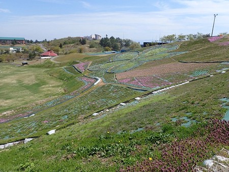 29 GW 秋田 大森町 芝桜