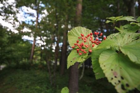 IMG_0919