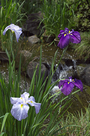 長谷寺の花菖蒲 02