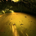 Photos: 293 ヒカリモの洞穴 日立市