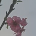 Photos: 今年初咲き、陽光桜