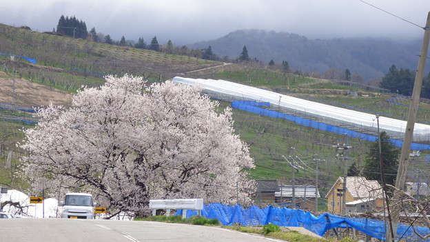 宇木の千歳桜樹齢850年