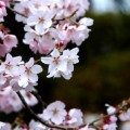 信州　高遠桜
