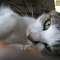 保護子猫2012
