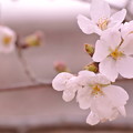 春・・桜と・・・