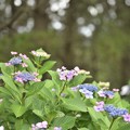八景島の紫陽花