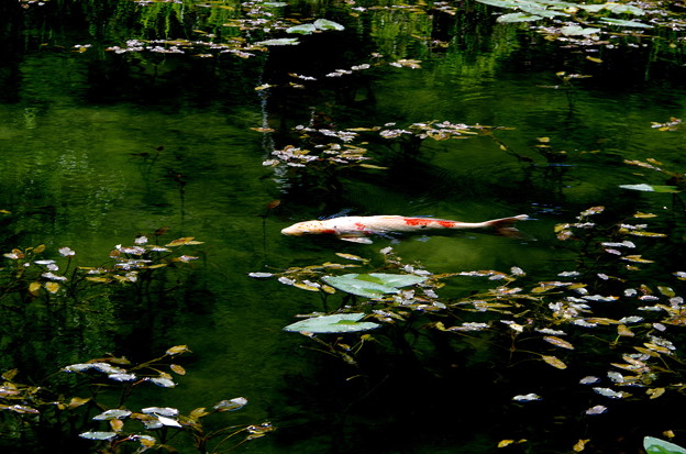 モネの池　鯉
