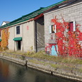 運河の蔦紅葉