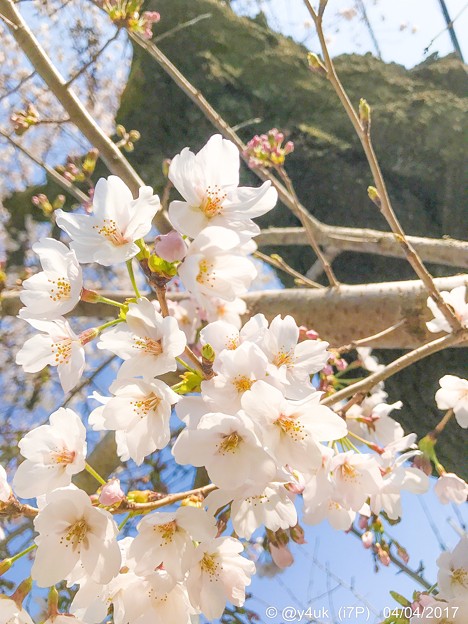 Photos: やさしい桜 ～ゆるふわver
