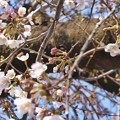 Photos: 桜の蕾 ～これから生きる