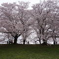 Photos: 背割り桜２