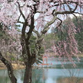 Photos: 鳥居と桜
