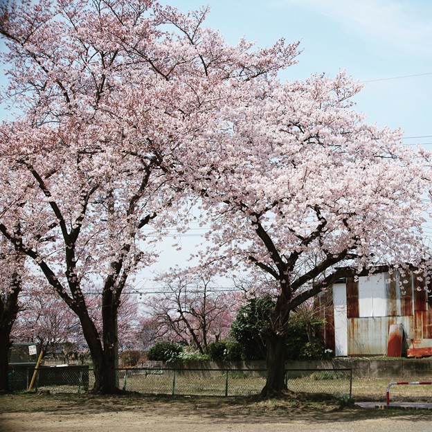 鹿飼公園の桜