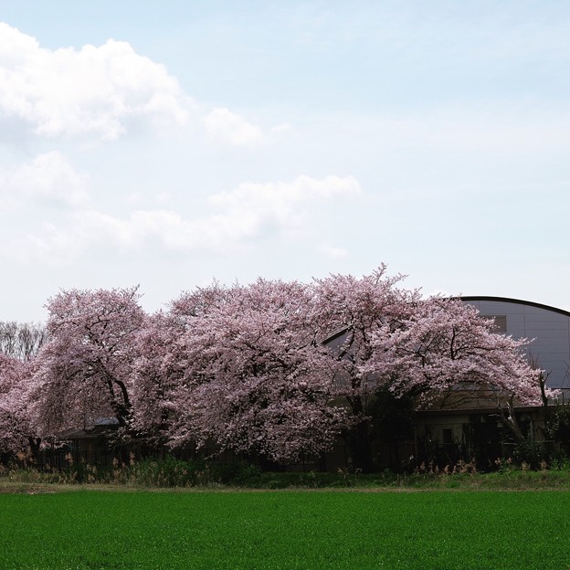 芳野中学校体育館と桜