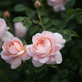 Photos: 花菜ガーデン【薔薇：クィーン・オブ・スウェーデン】