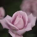 Photos: BZ花壇のバラ
