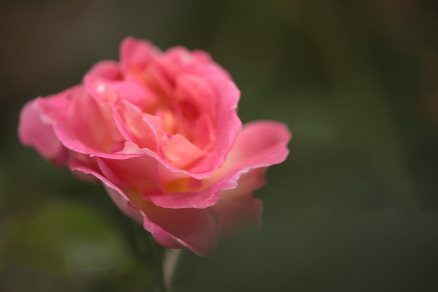 BZ花壇のバラ