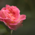 Photos: BZ花壇のバラ