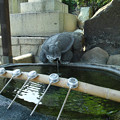 Photos: 亀さんの手水舎