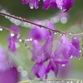 Photos: 紫蘭の雫
