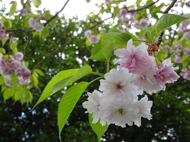 鹽竈桜 満開