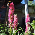 蜜蜂と花