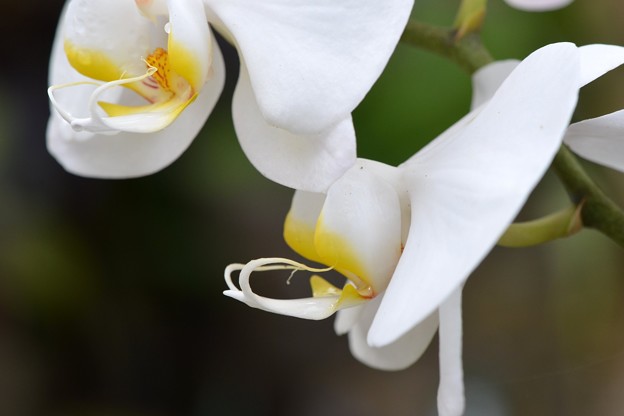 Moth Orchid I 4-18-17