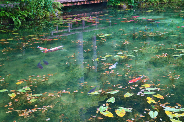 Photos: モネの池とハートの鯉