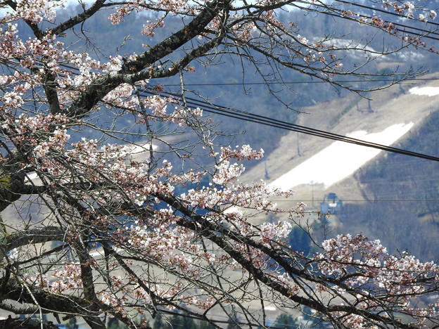 Photos: 桜と雪