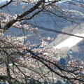 Photos: 桜と雪