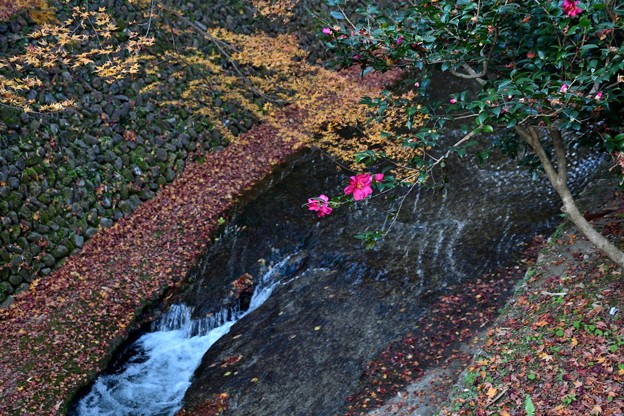 川の流れと黄葉と落ち紅葉と山茶花