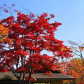 171107_07_日本庭園の様子・S18200(昭和記念公園) (39)